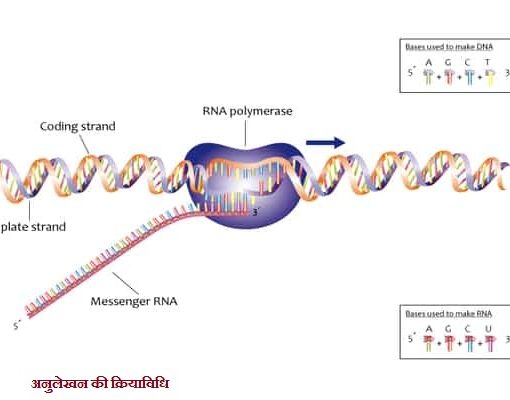 अनुलेखन की क्रियाविधि