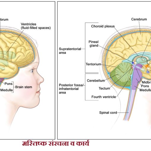 मस्तिष्क संरचना व कार्य