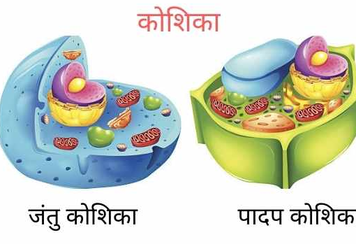 कोशिकांग, उनके खोजकर्ता एवं कार्य