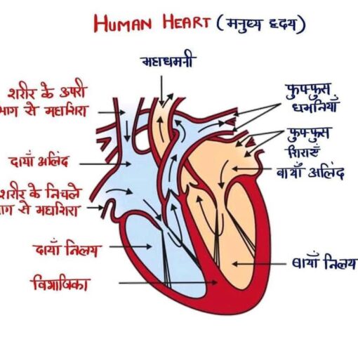 हृदय पंजरे के नीचे, सीने के केंद्र में और फेफड़ों के बीच में स्थित होता है। यह शंख के आकार जैसा होता है, जिसका सिरा बाईं ओर नीचे की ओर होता है और इसका वजन लगभग 298 ग्राम या 10.5 औंस होता है। हृदय 75% छाती के बाईं ओर और बाकी दाईं ओर स्थित होता है।