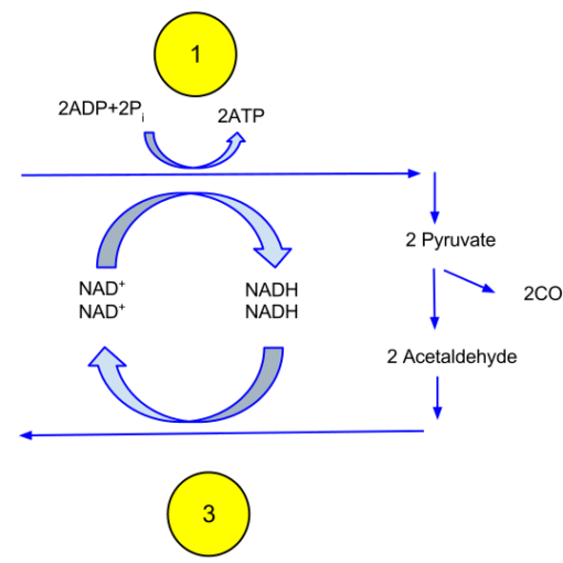 एथेनॉल या एथिल अल्कोहल में अंतर