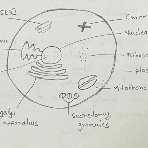 hh 510x510 - Cell and Tissue (Part-03)