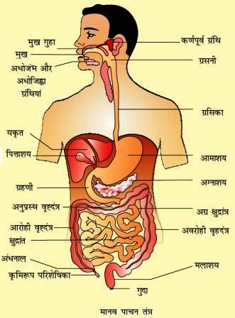 pachan - सामान्य विज्ञान : बीमारिया (रोग) Trick