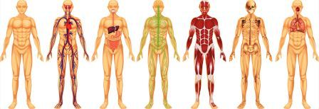 body systems 2 - मानव और विज्ञान पर निबंध