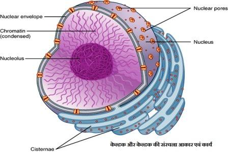 केन्द्रक और केन्द्रक की संरचना, आकार एवं कार्य और केन्द्रक की संरचना आकार एवं कार्य - केन्द्रक और केन्द्रक की संरचना, आकार एवं कार्य