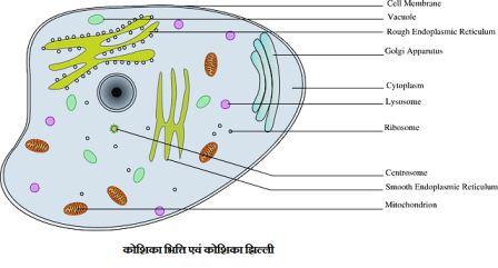 भित्ति एवं कोशिका झिल्ली - कोशिका भित्ति एवं कोशिका झिल्ली