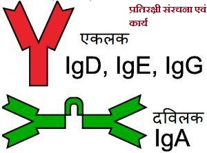 संरचना एवं कार्य2 - प्रतिरक्षी संरचना एवं कार्य