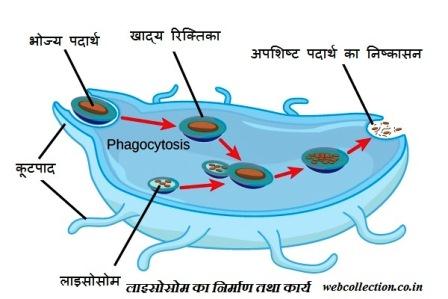 का निर्माण तथा कार्य - लाइसोसोम का निर्माण तथा कार्य