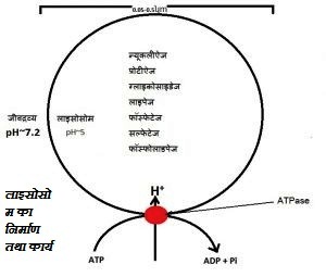 का निर्माण तथा कार्य1 - लाइसोसोम का निर्माण तथा कार्य