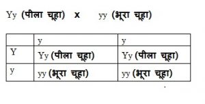 lethal gene 1 300x152 - घातक जीन : प्रभावी और अप्रभावी घातक जीन