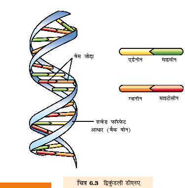 डीएनए-की-संरचना-डीएनए-की-प्रतिकृति-एवं-अनुलेखन