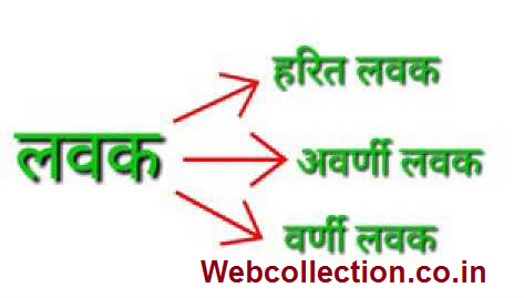लवक- अवर्णी लवक