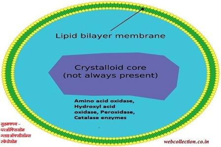 सुक्ष्मकाय – परऑक्सिसोम ग्लाइऑक्सीसॉम्स स्फेरोसोम
