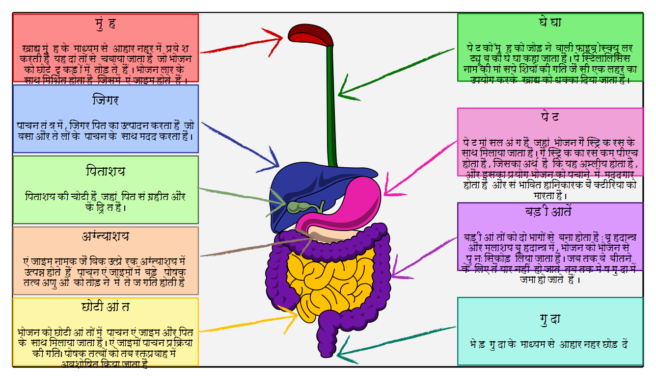 तंत्र - मानव शरीर- पाचन तंत्र