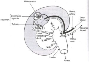 human system 300x212 - उत्सर्जन तंत्र की कार्यप्रणाली