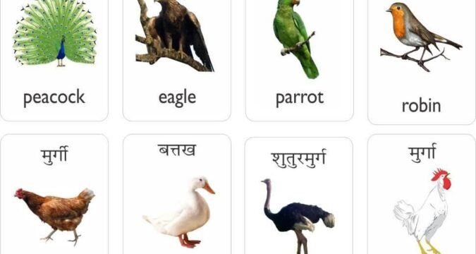 पक्षियों के नाम हिंदी और अंग्रेजी में