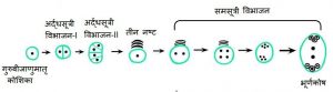 गुरुयुग्मक जनन तथा भ्रूणकोष का विकास | निषेचन | guru yugmak janan .jpg - गुरुयुग्मक जनन तथा भ्रूणकोष का विकास | निषेचन | guru yugmak janan