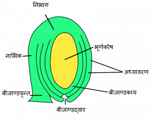 गुरु बीजाणु जनन एवं भूर्णकोष