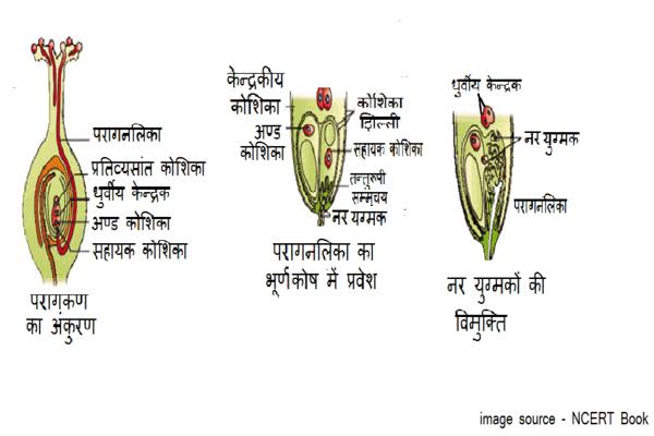 पराग स्त्रीकेसर संकर्षण