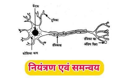 नियंत्रण एवं समन्वय