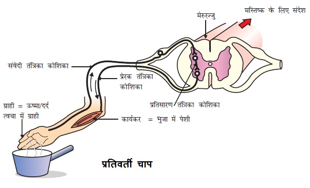 नियंत्रण एवं समन्वय