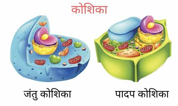 कोशिकांग, उनके खोजकर्ता एवं कार्य