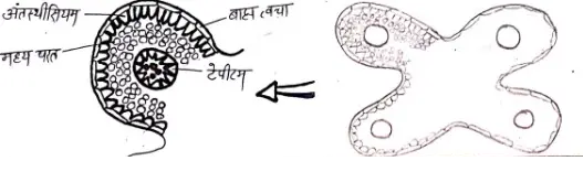 sexual reproduction in flowering plants notes - पुष्पी पौधों में लैंगिक जनन