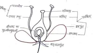 की संरचना Structure of Flower - पुष्पी पौधों में लैंगिक जनन