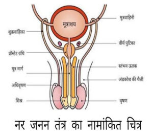 जनन 300x264 - मानव जनन(human reproduction)