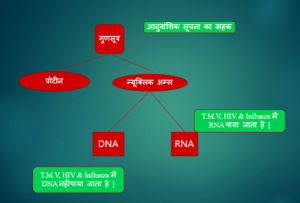 का आणविक आधार 300x203 - वंशागति का आणविक आधार