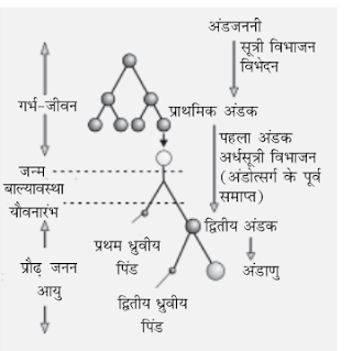 क्या है - मानव जनन जीव विज्ञान MCQ