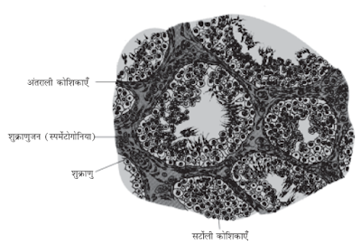 नलिका की संरचना का वर्णन करें - Class 12th: Ch 3 मानव जनन जीव विज्ञान MCQ