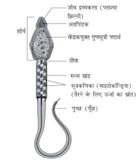 का नामांकित आरेख बनाएँ - मानव जनन जीव विज्ञान MCQ