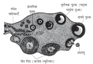 13. अंडाशय के अनुप्रस्थ काट ट्रांसवर्स सेक्शन का एक नामांकित आरेख बनाएँ 300x207 - अंडाशय के अनुप्रस्थ काट (ट्रांसवर्स सेक्शन) का एक नामांकित आरेख बनाएँ