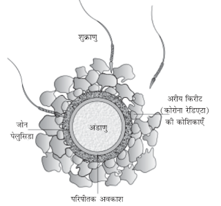 14. ग्राफी पुटक ग्राफिएन फ़ॉलिकिल का एक नामांकित आरेख बनाएँ - मानव जनन जीव विज्ञान MCQ