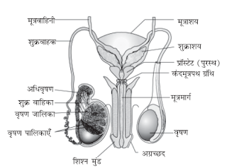 2. पुरूष जनन तंत्र का एक नामांकित आरेख बनाएँ - मानव जनन जीव विज्ञान MCQ