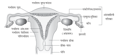 3. स्त्री जनन तंत्र का एक नामांकित आरेख बनाएँ - मानव जनन जीव विज्ञान MCQ