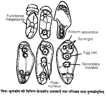 Sexual reproduction in flowering plants MCQ IN HINDI